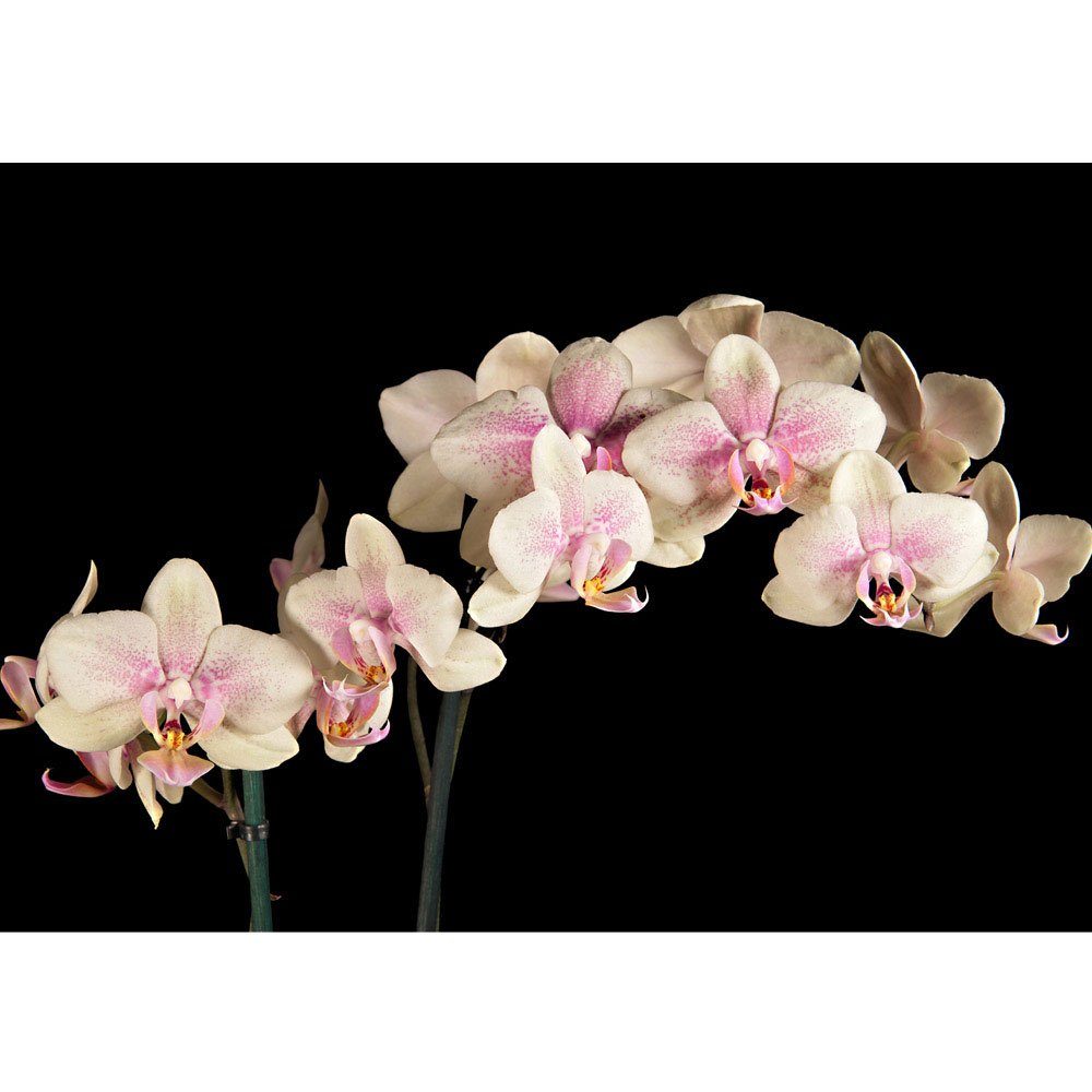 liwwing Fototapete Fototapete Orchidee Blumen Blumenranke Rosa Pink Natur Pflanzen no. 104, Ornamente