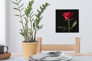 OneMillionCanvasses® Leinwandbild Eine rote Rose auf schwarzem Hintergrund, (1 St), Leinwand Bilder für Wohnzimmer Schlafzimmer