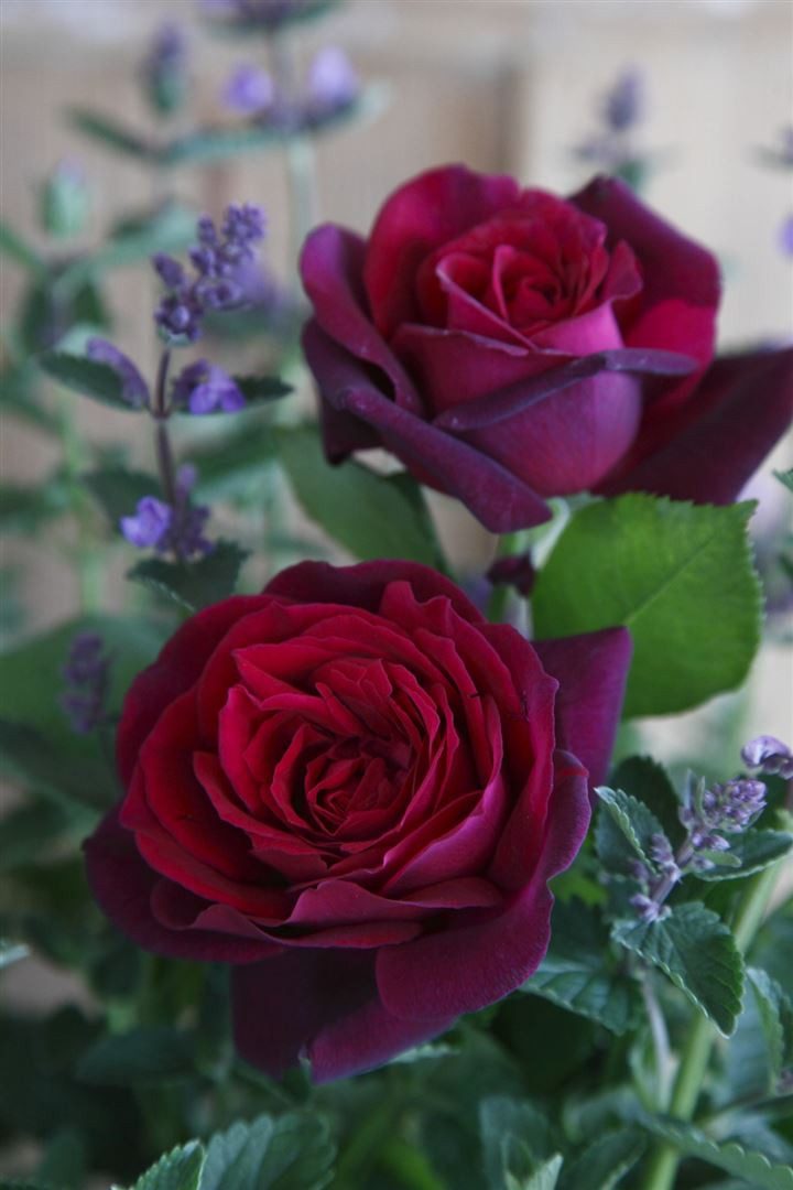 Pflanzen für Dich Rose Rosa Gräfin Diana