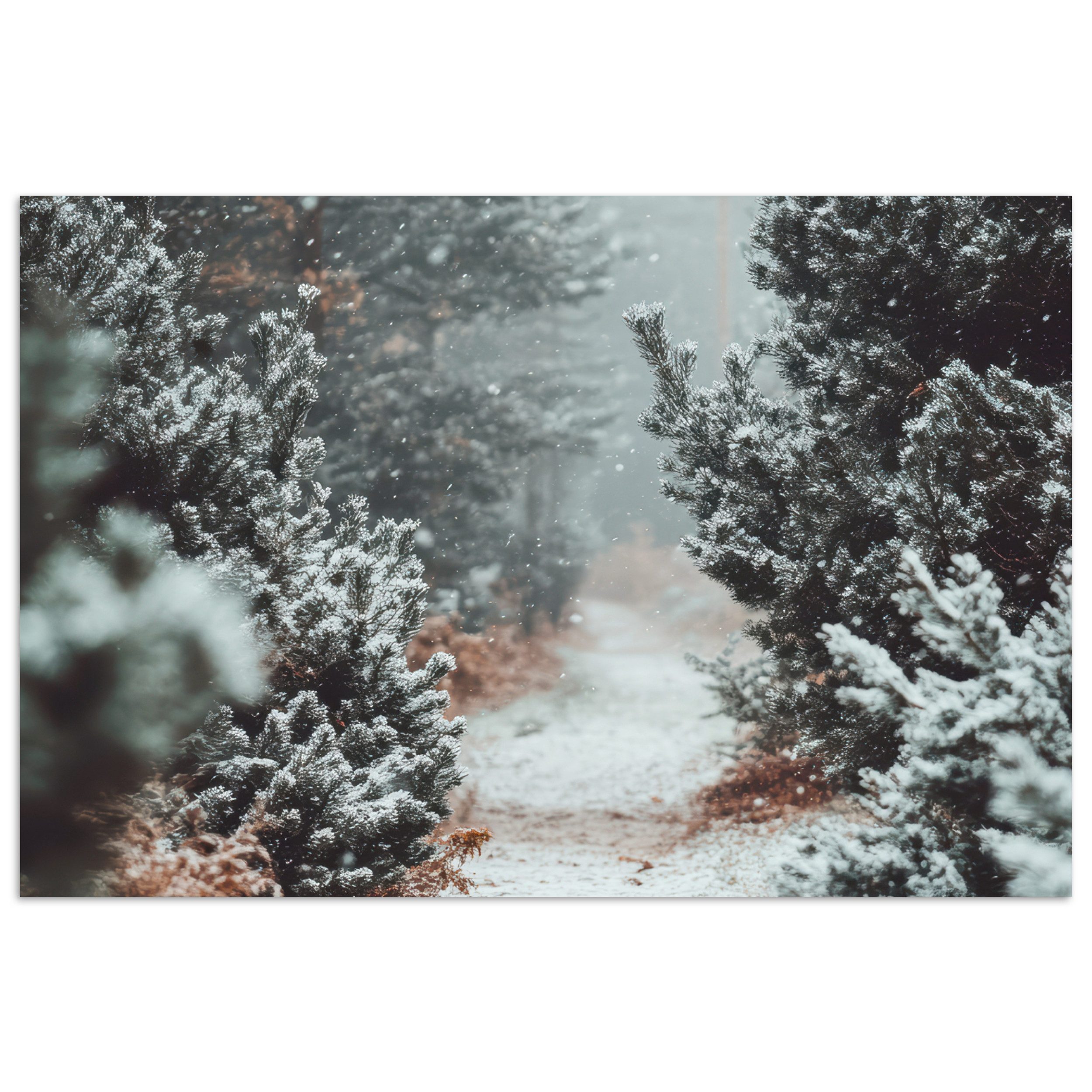Poster Wald - Winter - Bäume - Natur - Weg - Schnee