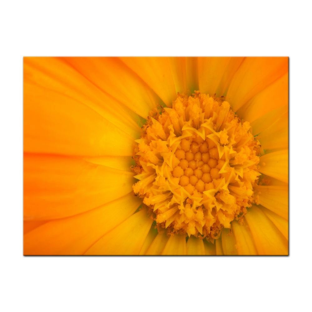 Bilderdepot24 Leinwandbild Gelbe Blume, Blumen