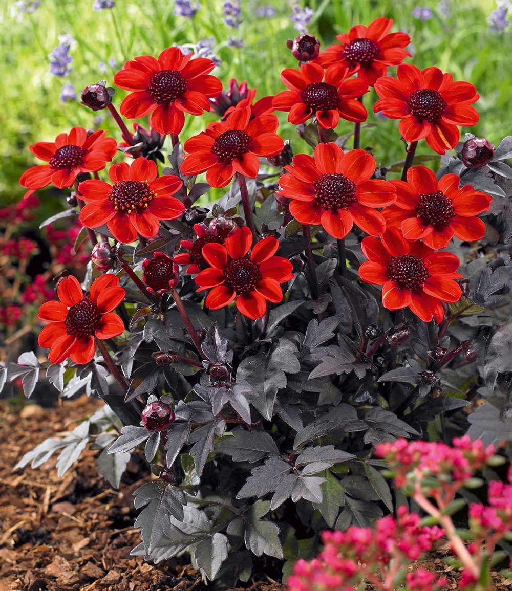 BALDUR Garten Blumenzwiebeln Dahlie 'Pulp Fiction', Mignon-Dahlie, dunkellaubig, mehrjährig, pflegeleicht