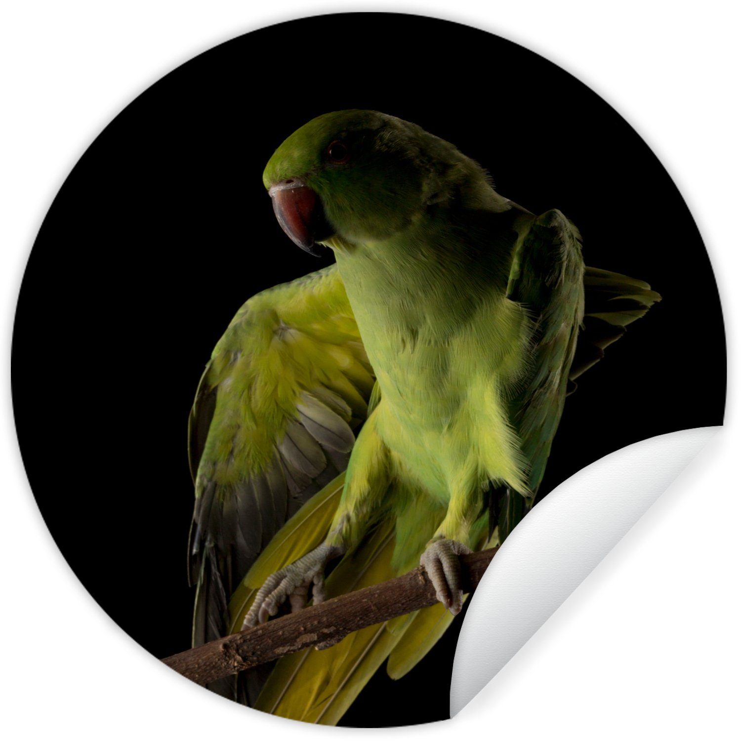 Tapetenkreis St), Zweig Vogel - für Papagei Wohnzimmer Tapetenaufkleber, MuchoWow Wandsticker (1 - Kinderzimmer, Rund,