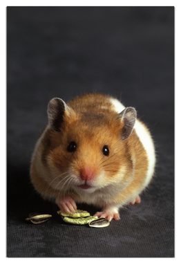 Wallario Wandfolie, Putziger Hamster mit Nüssen zwischen den Pfoten, wasserresistent, geeignet für Bad und Dusche