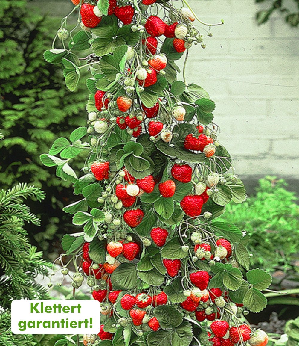 BALDUR Garten Obstpflanze Kletter-Erdbeere 'Hummi®', 3 St., Selbstbefruchtend, lange Blütezeit, winterhart, mehrjährig