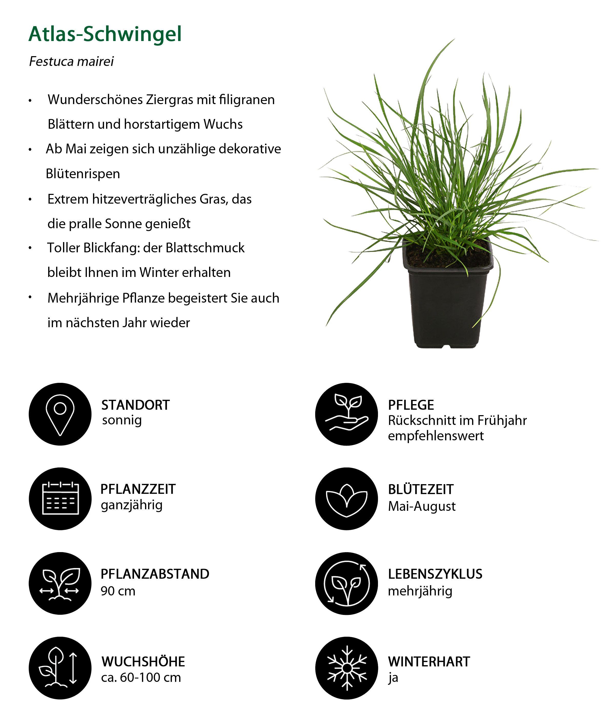 Dehner Gräser Bio Bodendecker Gräser-Set mit Blüten-Highlight, Ø Topf je 7 cm, anspruchslose und robuste Gartenpflanzen für sonnige Standorte