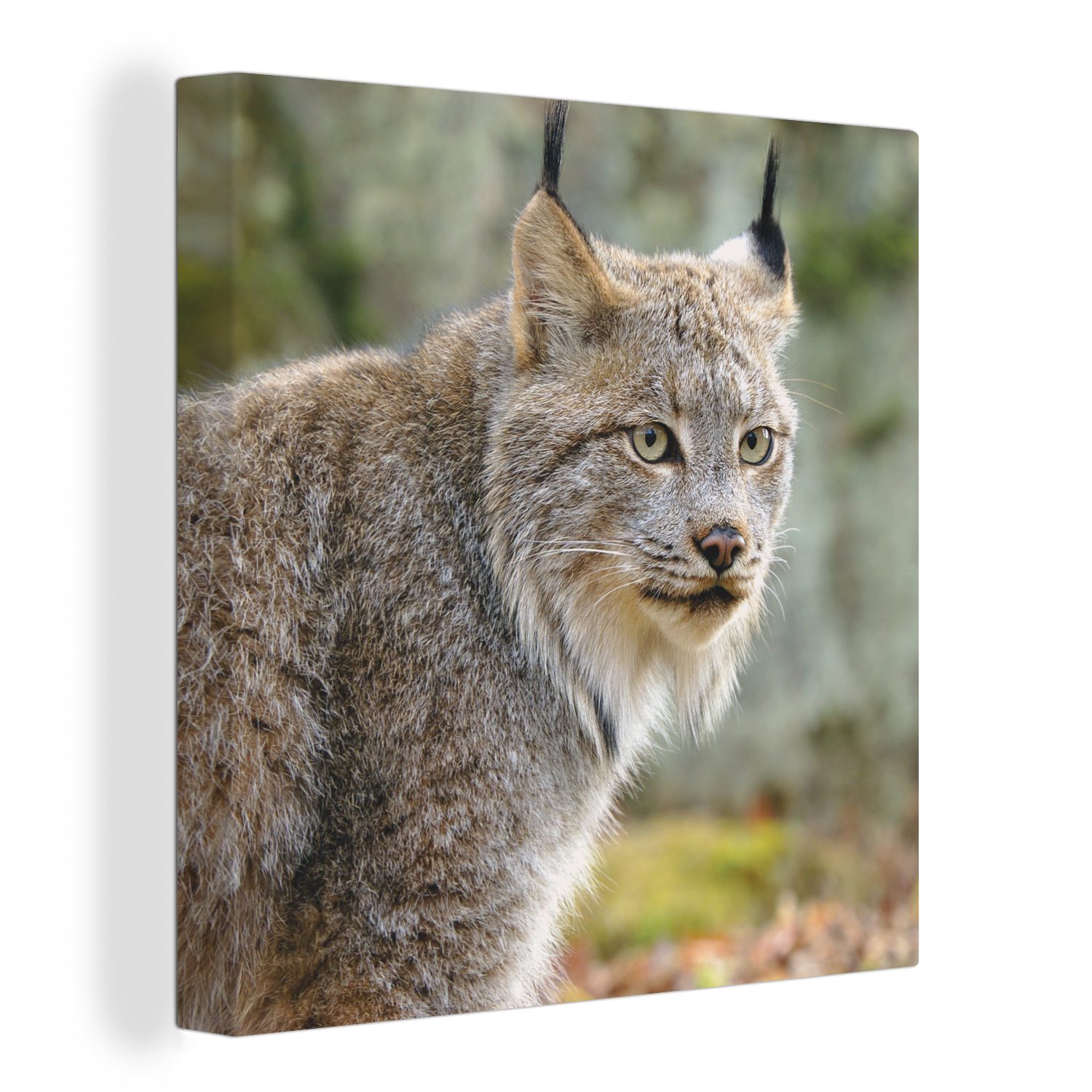 OneMillionCanvasses® Leinwandbild Luchs - Wald - Grau, (1 St), Leinwand Bilder für Wohnzimmer Schlafzimmer