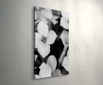 Sinus Art Leinwandbild Schwarz-Weiße Blüten - Leinwandbild