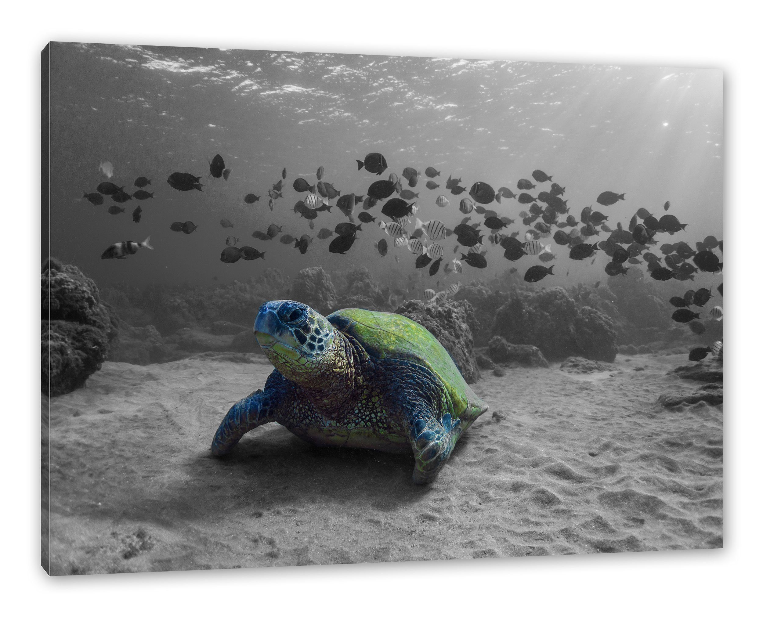 fertig Zackenaufhänger (1 bespannt, im St), im inkl. Ozean, Pixxprint Leinwandbild Schildkröte Schildkröte Ozean Leinwandbild
