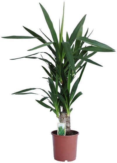 Dominik Zimmerpflanze »Yucca-Palme«, Höhe: 60 cm, 1 Pflanze