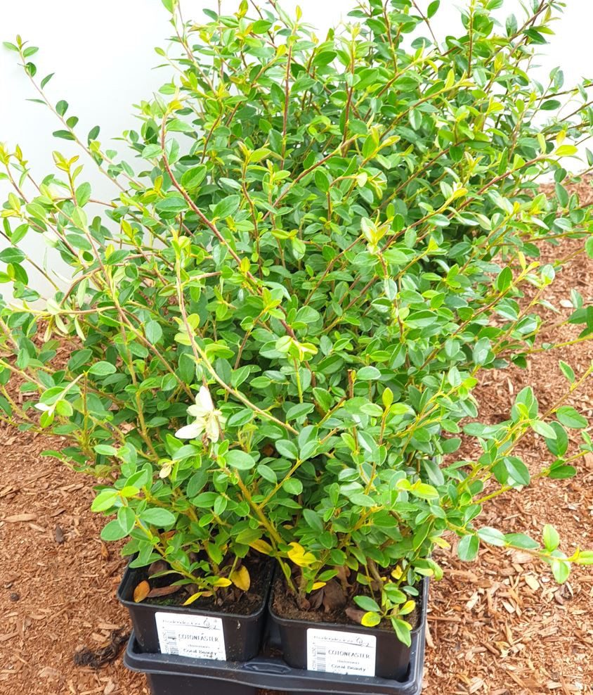Pflanzen für Dich Почвопокровные растения Cotoneaster suec. Coral Beauty, 1 St., Zwergmispel, Fächer-Zwergmispel, immergrün, bodendecker