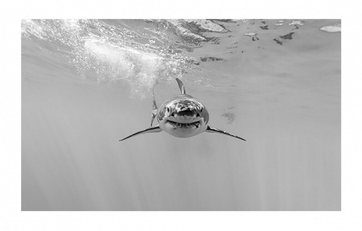 TPFLiving Kunstdruck (OHNE RAHMEN) Poster - Leinwand - Wandbild, Der weiße Hai - Verschiedene Impressionen (Leinwand Wohnzimmer, Leinwand Bilder, Kunstdruck), Leinwand bunt - Größe 20x30cm