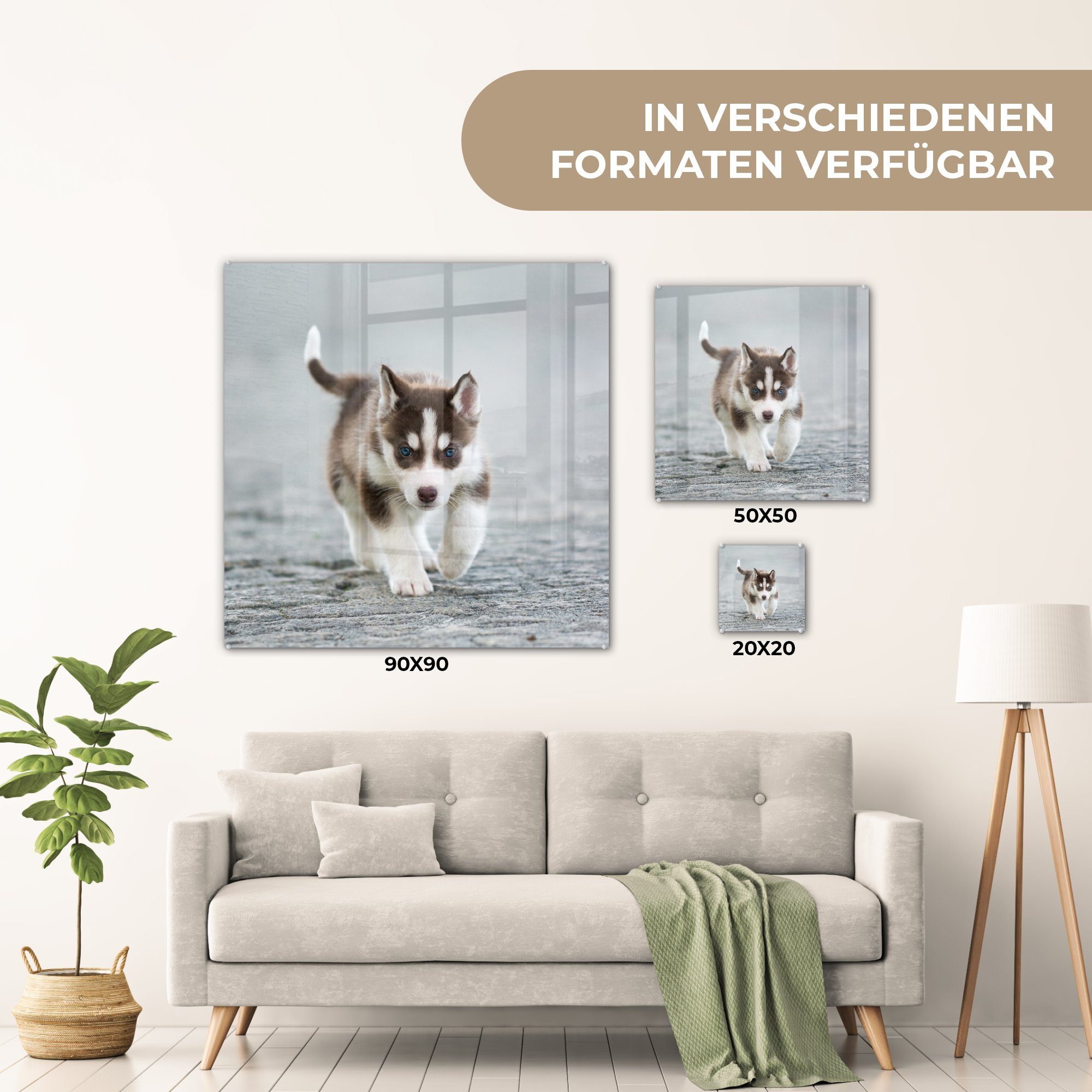 St), Husky-Welpe Glasbilder Foto Glas - (1 läuft Glas Straße, MuchoWow über Wanddekoration Acrylglasbild die auf - auf Bilder Wandbild -