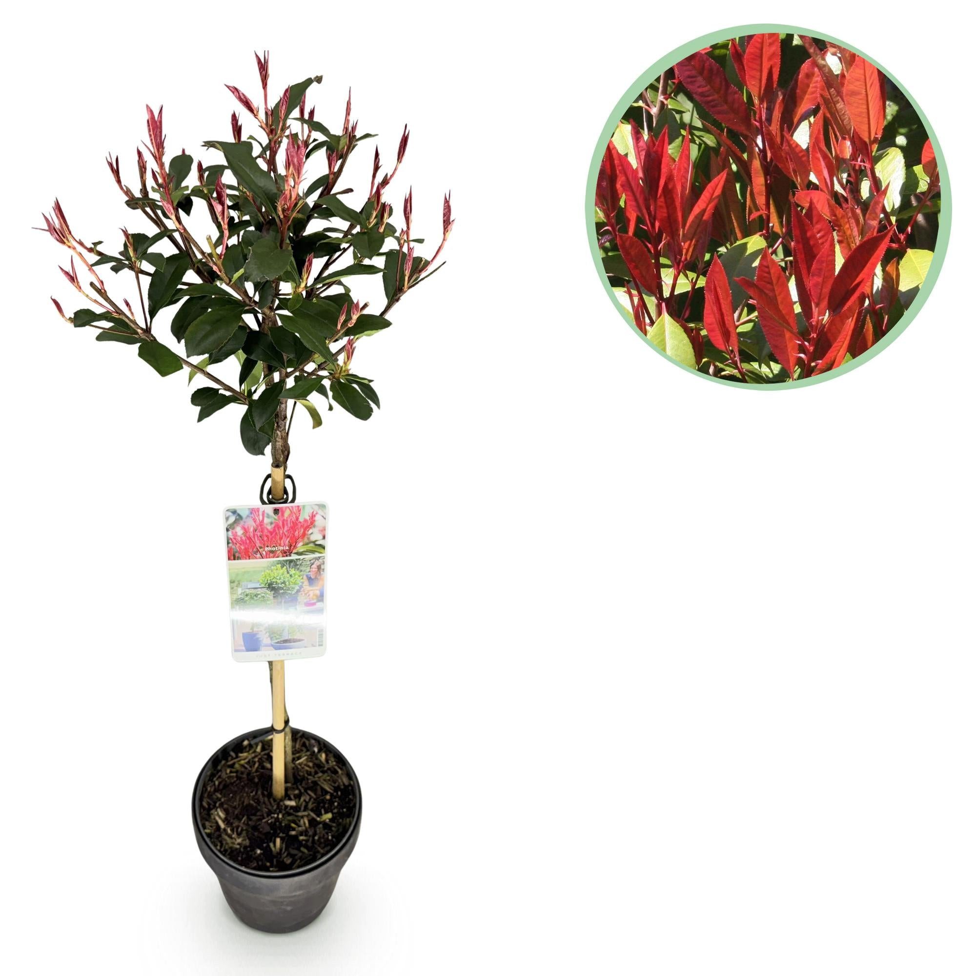 Florora Topfpflanze Photinia fraseri Carre Rouge – Glanzmispel – 90 cm – Topf 19 cm