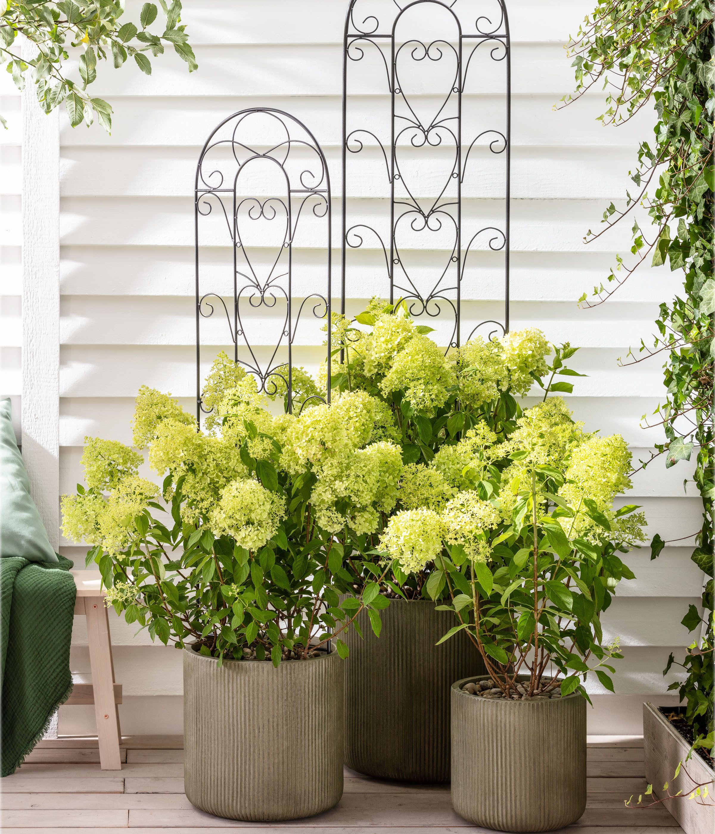 Dehner Zierstrauch Rispen-Hortensie Limelight®, Hydrangea paniculata, weiße Blüten, limettengrün im Austrieb, Herbst tiefrosa Blütenfärbung – Bild 5 von 5