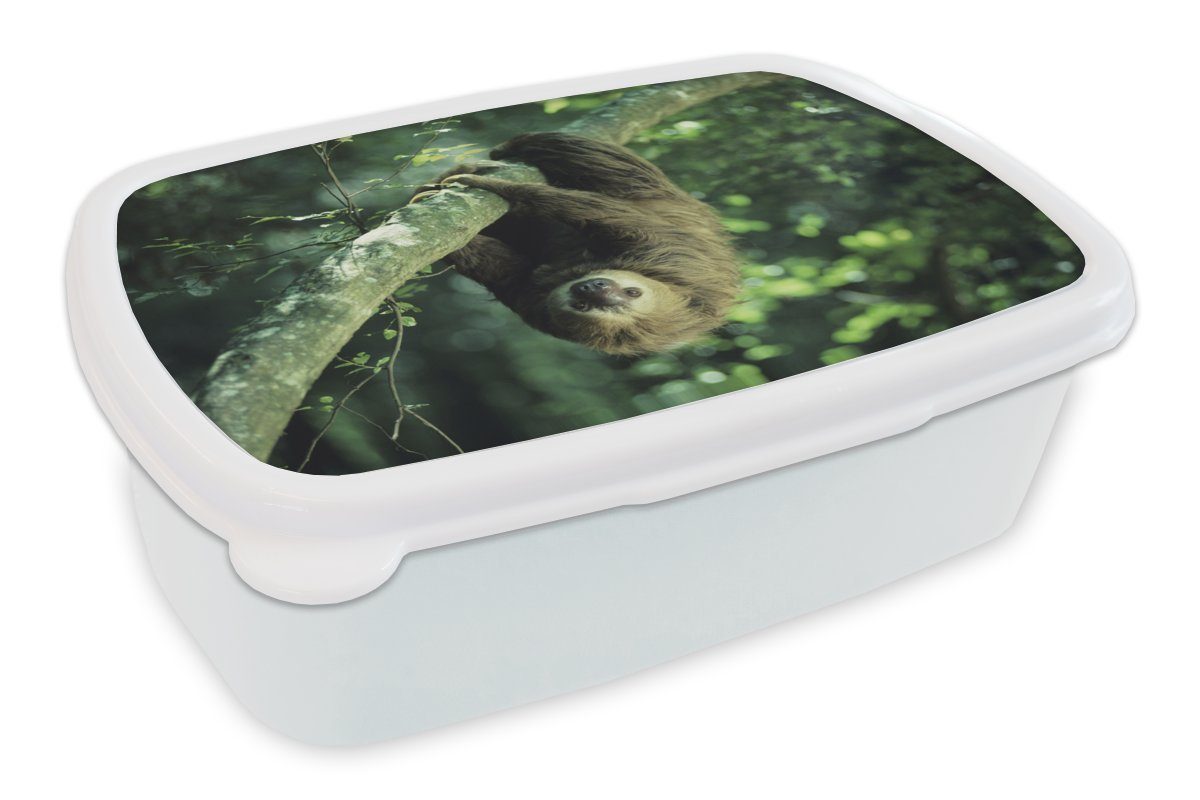 MuchoWow Lunchbox Ein Faultier hängt kopfüber in einer grünen Umgebung, Kunststoff, (2-tlg), Brotbox für Kinder und Erwachsene, Brotdose, für Jungs und Mädchen weiß