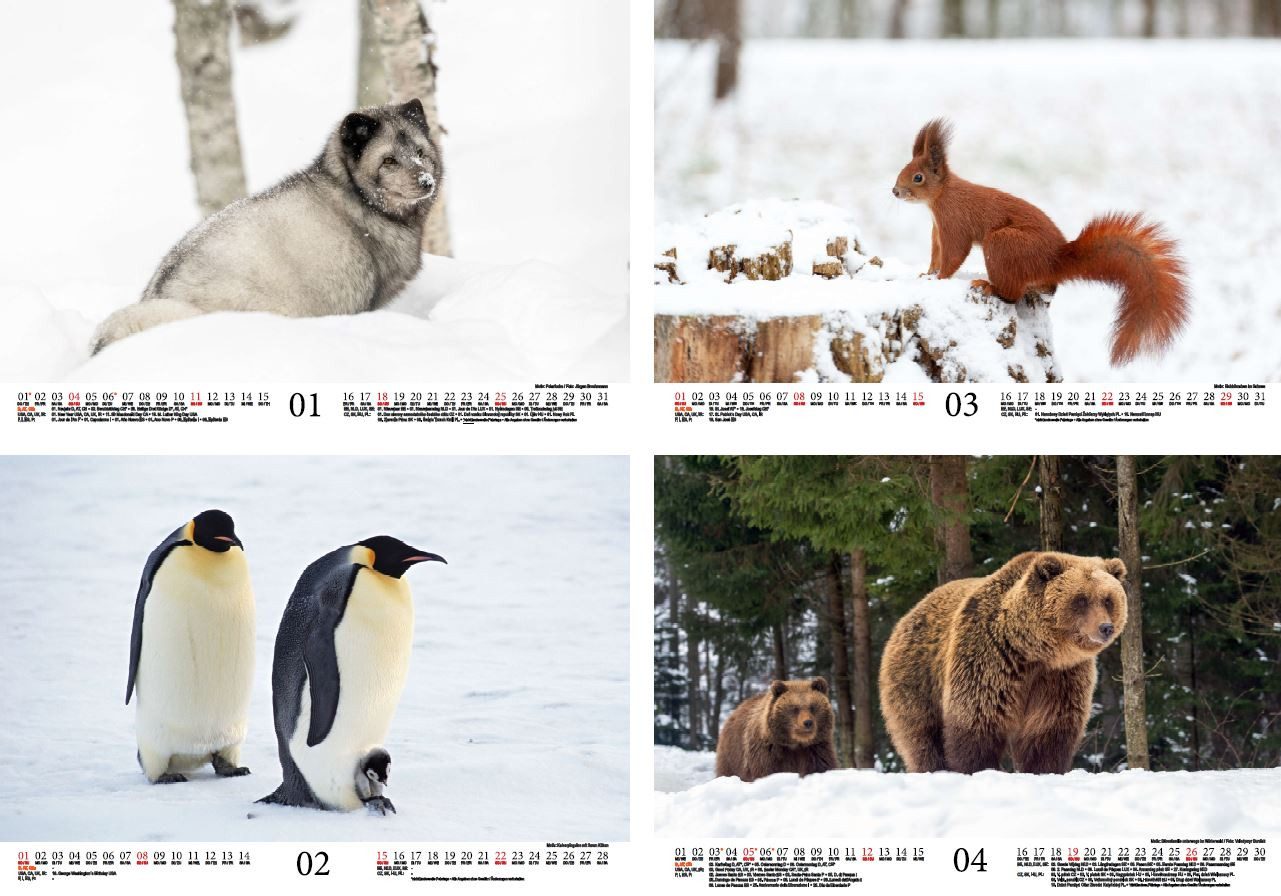 Thumbnail - Seelenzauber Wandkalender Tierzauber Eis und Schnee DIN A4 Kalender für 2026 - Seelenzauber