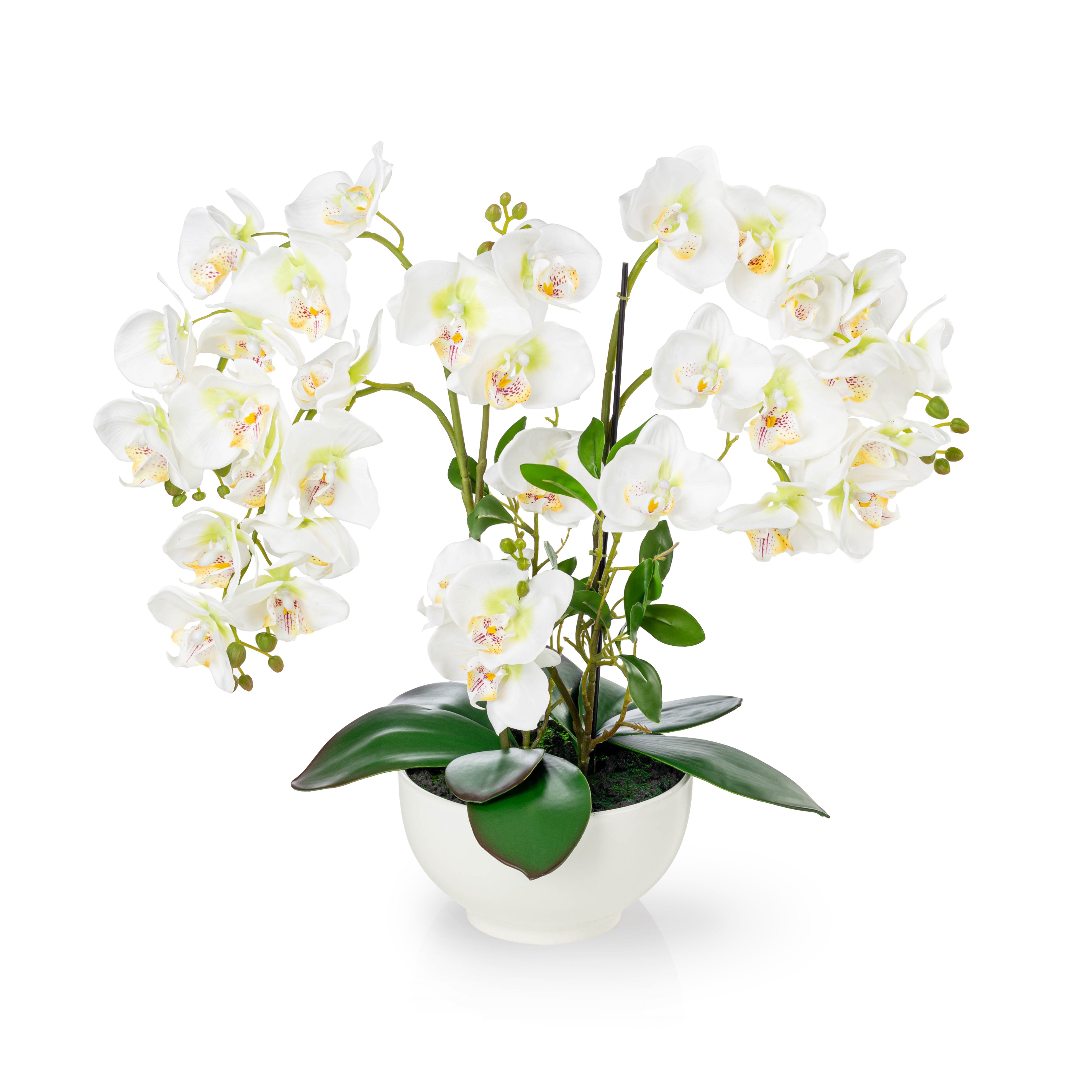 Kunstorchidee PASCH® XXL Orchidee künstlich wie echt (56cm) in Hochglanz-Ke günstig online kaufen