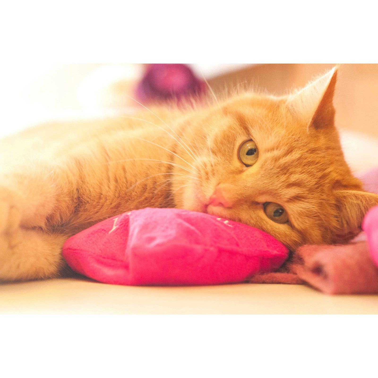 Aumüller Tierkuscheltier Katzenspielkissen I Love You-Herz aus pinkem Schmuseplüsch, gefüllt...