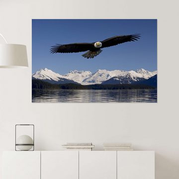 Posterlounge Wandfolie John Hyde, Weißkopfseeadler im Tongase-Nationalforst, Fotografie