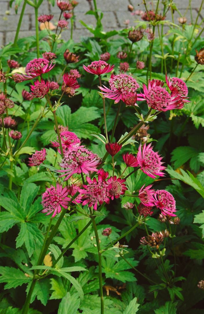 Pflanzen für Dich Staude Astrantia major Claret, 1 St., Große Sterndolde, Sterndolde