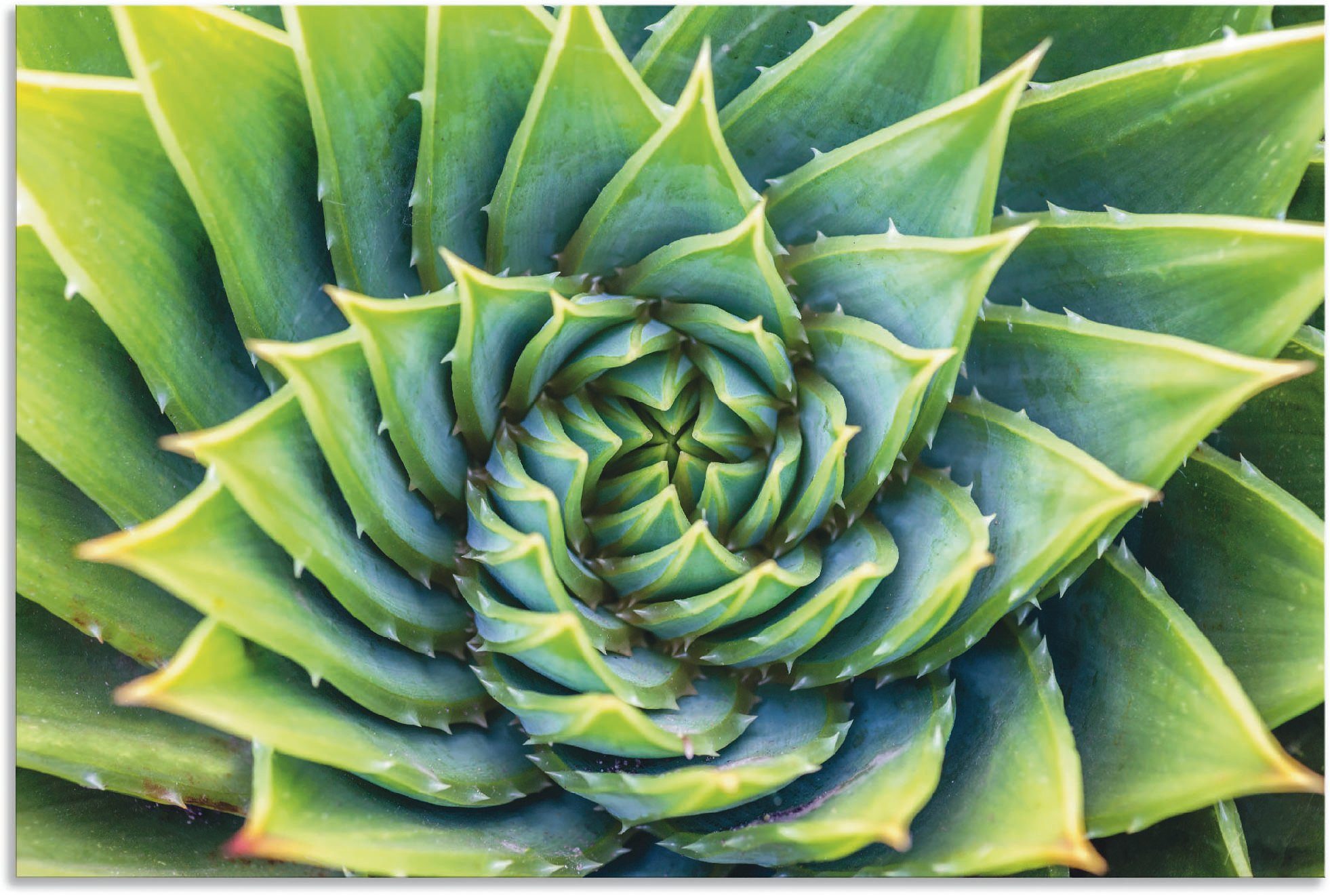 Informationen zum Versandhandel Artland Wandbild Grüne Spirale, oder St), Alubild, als Größen Leinwandbild, in Poster versch. (1 Wandaufkleber Pflanzenbilder
