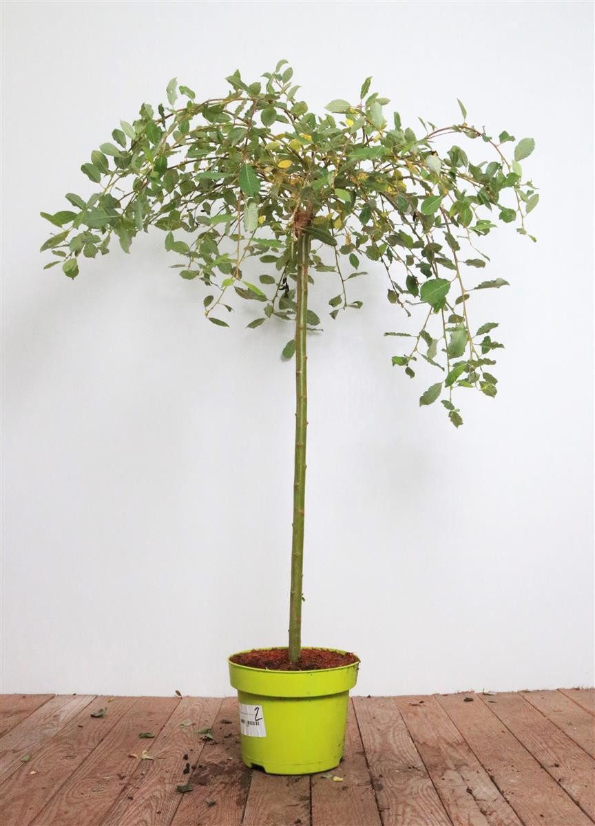Pflanzen für Dich Gehölze Salix caprea Pendula, 1 St., Hängende Kätzchenwei günstig online kaufen