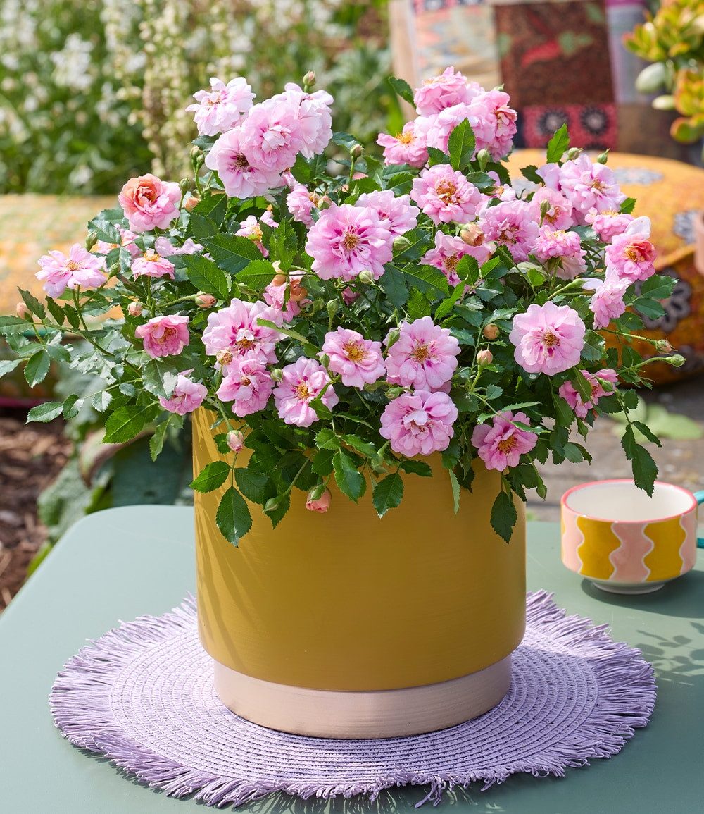 BALDUR Garten Rose Rose 'Amirose®', 1 St., Blütenpracht, reichblühend, winterhart, mehrjährig