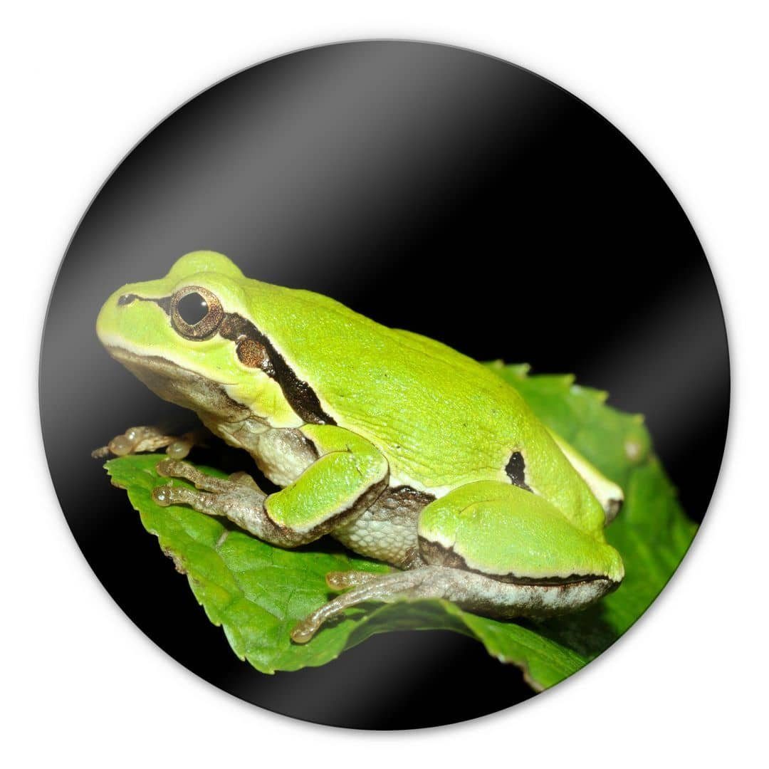 K&L Wall Froschkönig, Glasbild Foto Deko Wandschutz Frosch Bilder Wandbild Glas Grüner Gemälde Rund Art