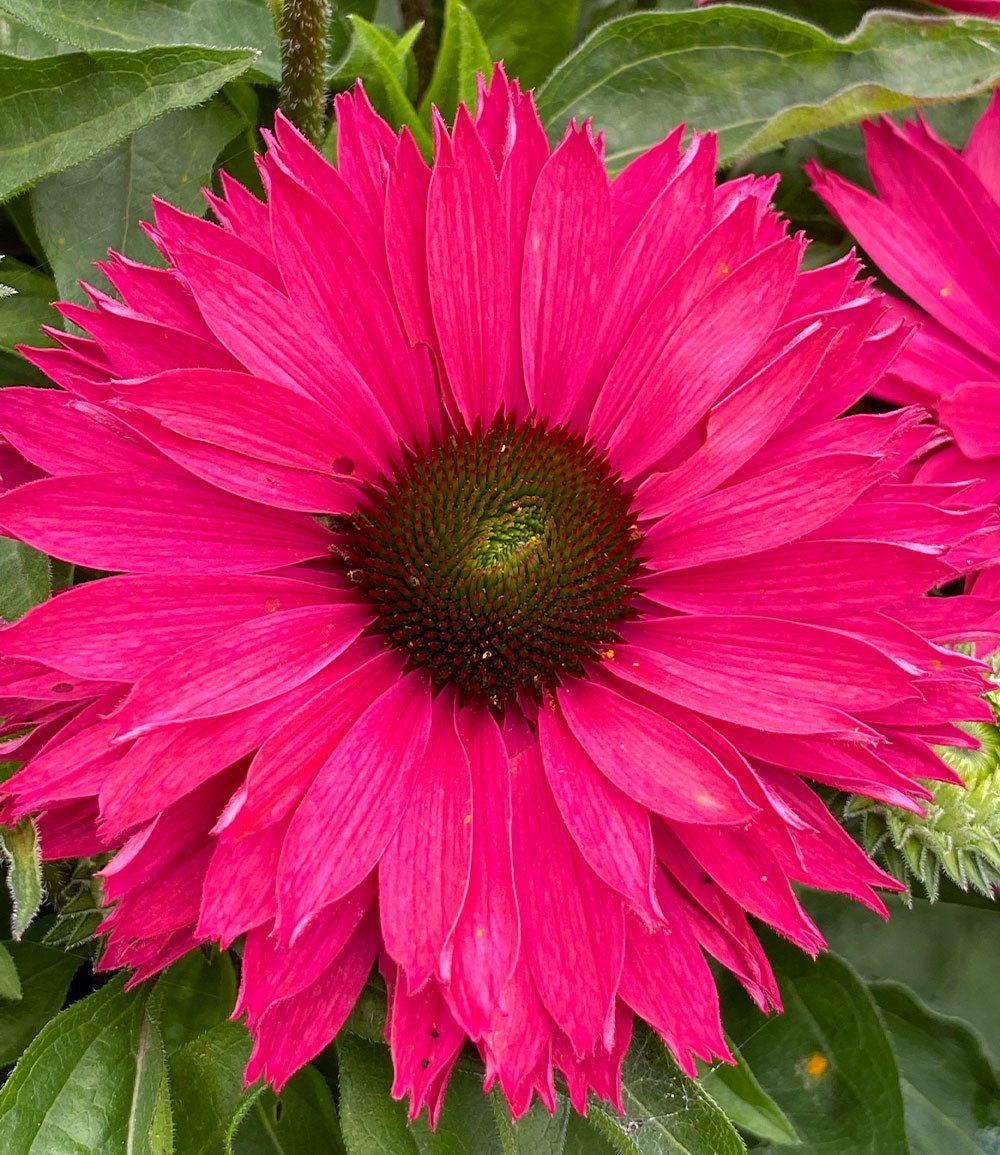 BALDUR Garten Staude Echinacea 'SunSeekers® Sweet Fuchsia', 1 St., Halbgefüllte blüten, gefüllte Blüten,winterhart, mehrjährig – Bild 2 von 3