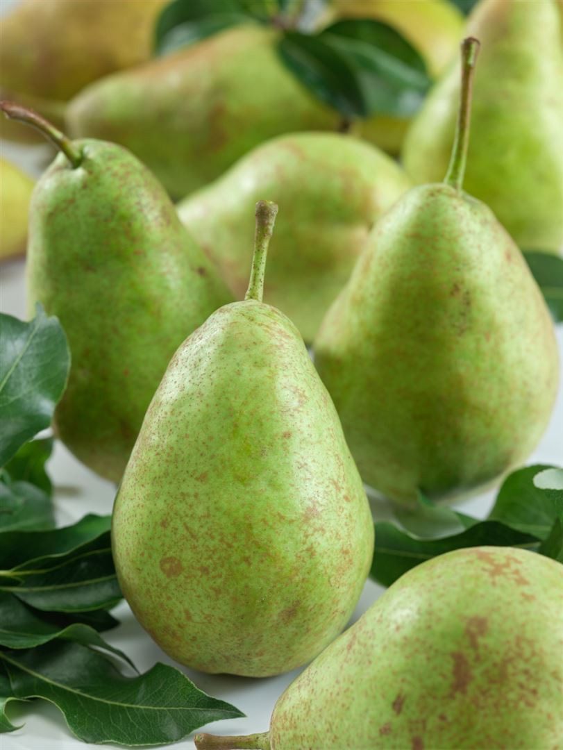 Pflanzen für Dich Obstpflanze Pyrus communis, 1 St., Birnbaum, Kulturbirne, essbar, weißblühend