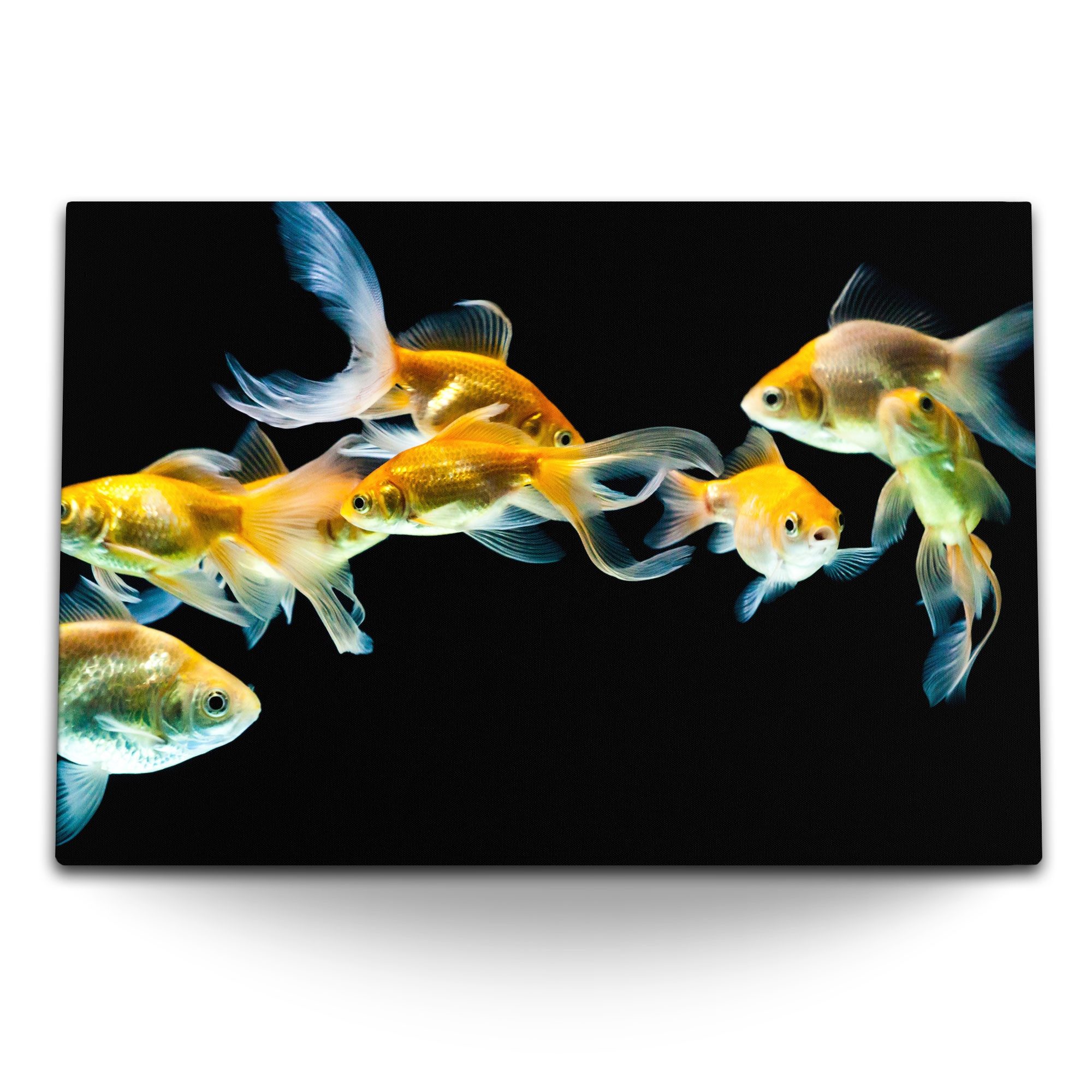 Leinwandbild 120x80cm Wandbild auf Leinwand Goldfische Aquarienfische schwarzer Hin