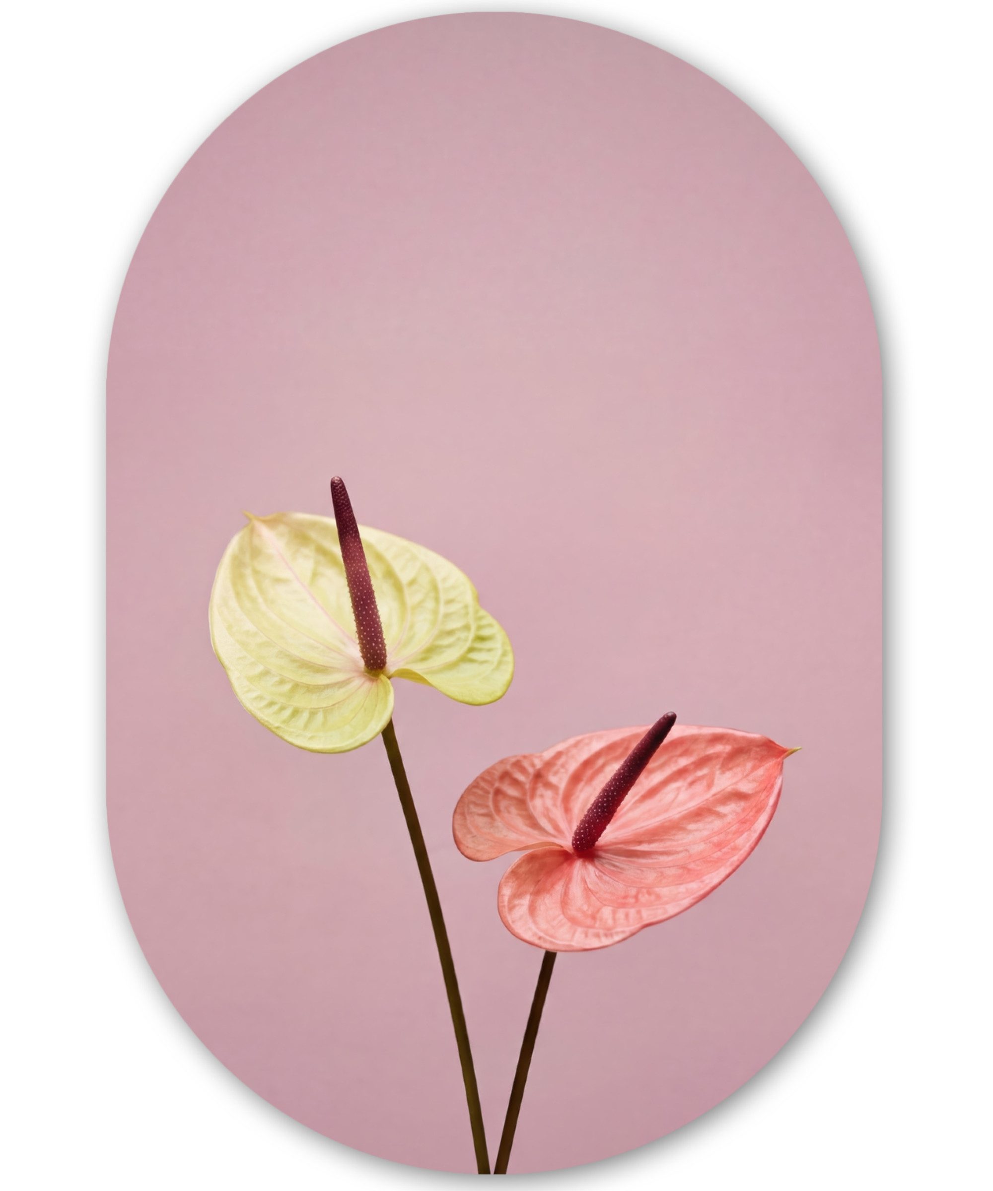 MuchoWow Gemälde Blumen - Anthurien - Gelb - Rosa, Fotodruck (1 St), Wandbild Oval, Wohnzimmer oder Schlafzimmer Wanddekoration, 40x60 cm