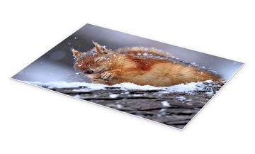 Posterlounge Poster Ervin Kobakçi, Eichhörnchen im Winter, Jungenzimmer Fotografie