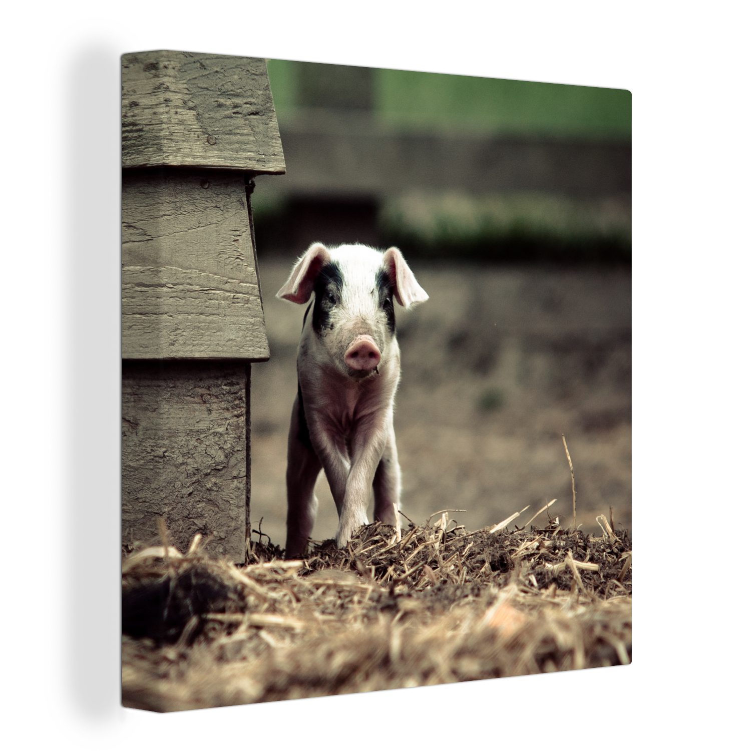 OneMillionCanvasses® Leinwandbild Schwein - Stall - Baby, (1 St), Leinwand Bilder für Wohnzimmer Schlafzimmer