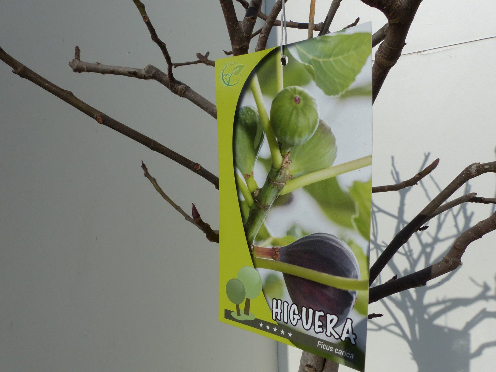 gruenwaren jakubik Feigenbaum Feigenbaum - hell dunkel - 1 Topf, Obstbaum, winterhart, Ficus Carica
