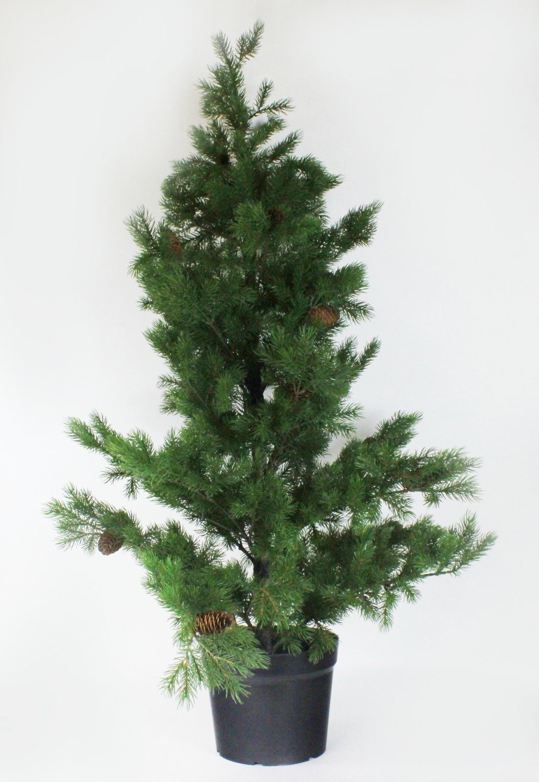 DPI Geschirr-Set Tannenbaum mit Zapfen 120 cm von DPI, Kunststoff