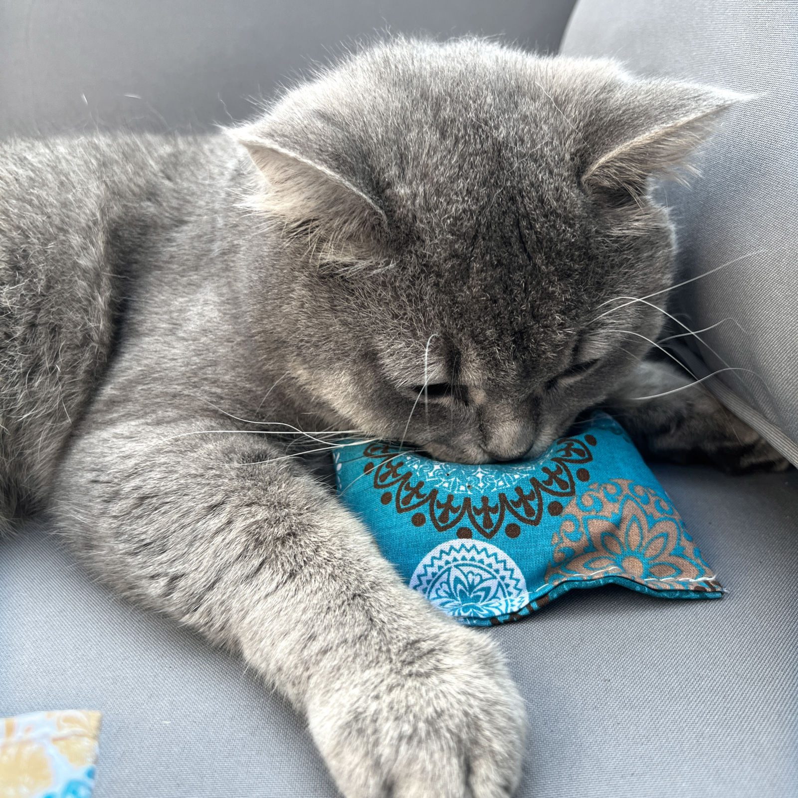 Aumüller Raschelkissen Schmusekissen für Katzen mit Katzenminze, Katzenspielkissen Minzini...