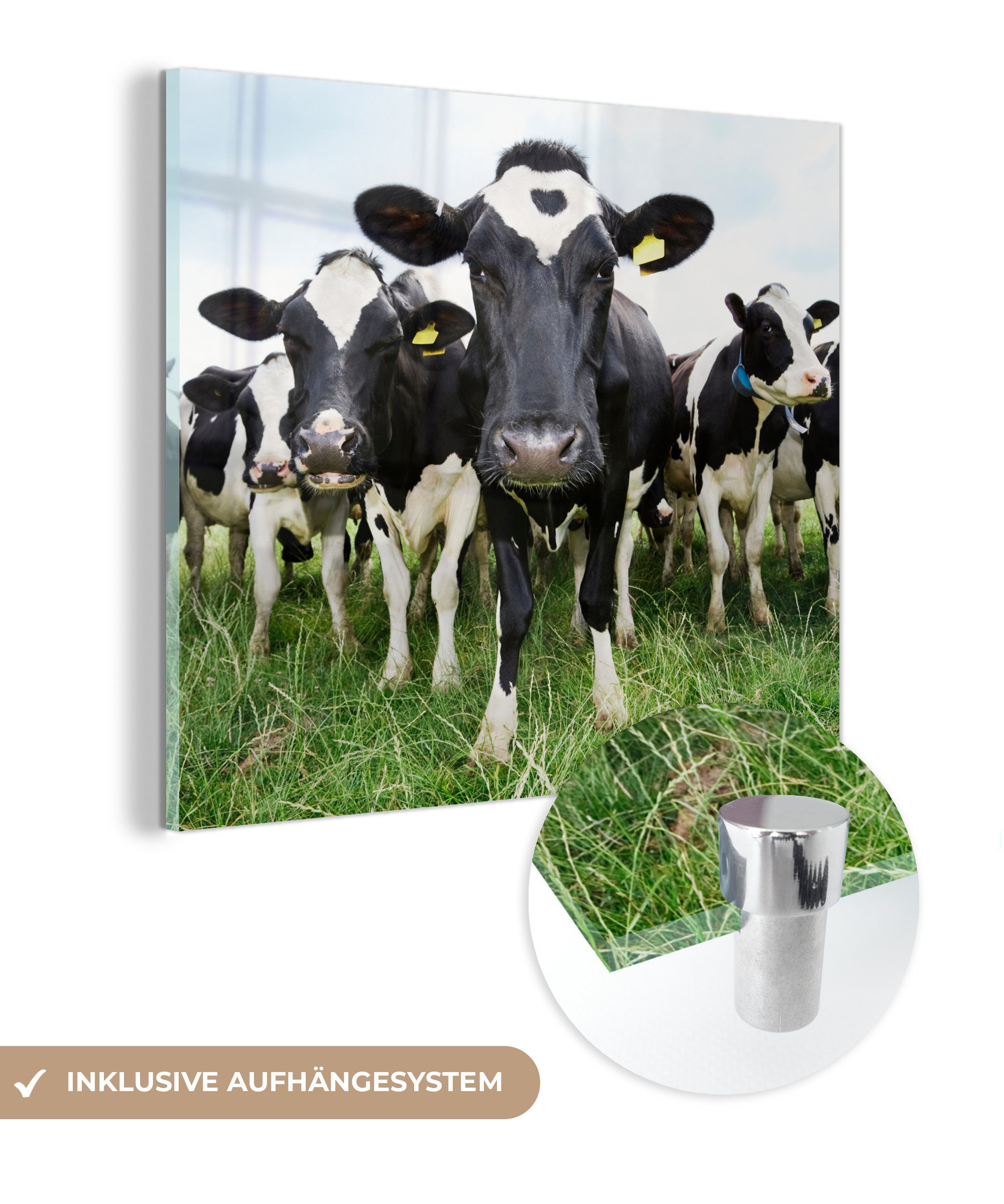 MuchoWow Acrylglasbild Kühe - Gras - Frühling - Tiere - Wiese - Bauernhof, (1 St), Dekorative Bild für Küche & Wohnzimmer auf Glas