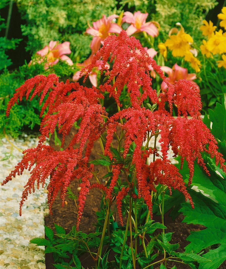 Pflanzen für Dich Staude Astilbe thunbergii 'Rote Straußenfeder', 1 St., Astilbe, Prachtspiere