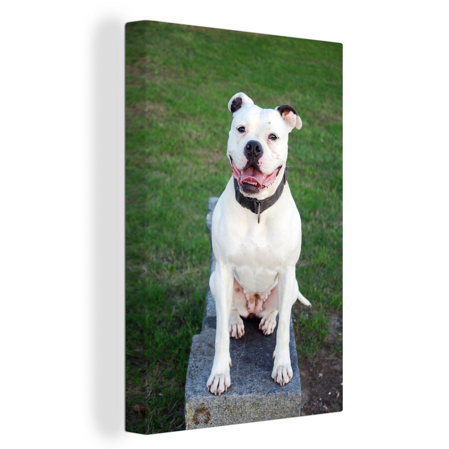 OneMillionCanvasses® Leinwandbild Bulldogge - Gras - Hund, (1 St), Leinwandbild fertig bespannt inkl. Zackenaufhänger, Gemälde, 20x30 cm | Leinwandbilder