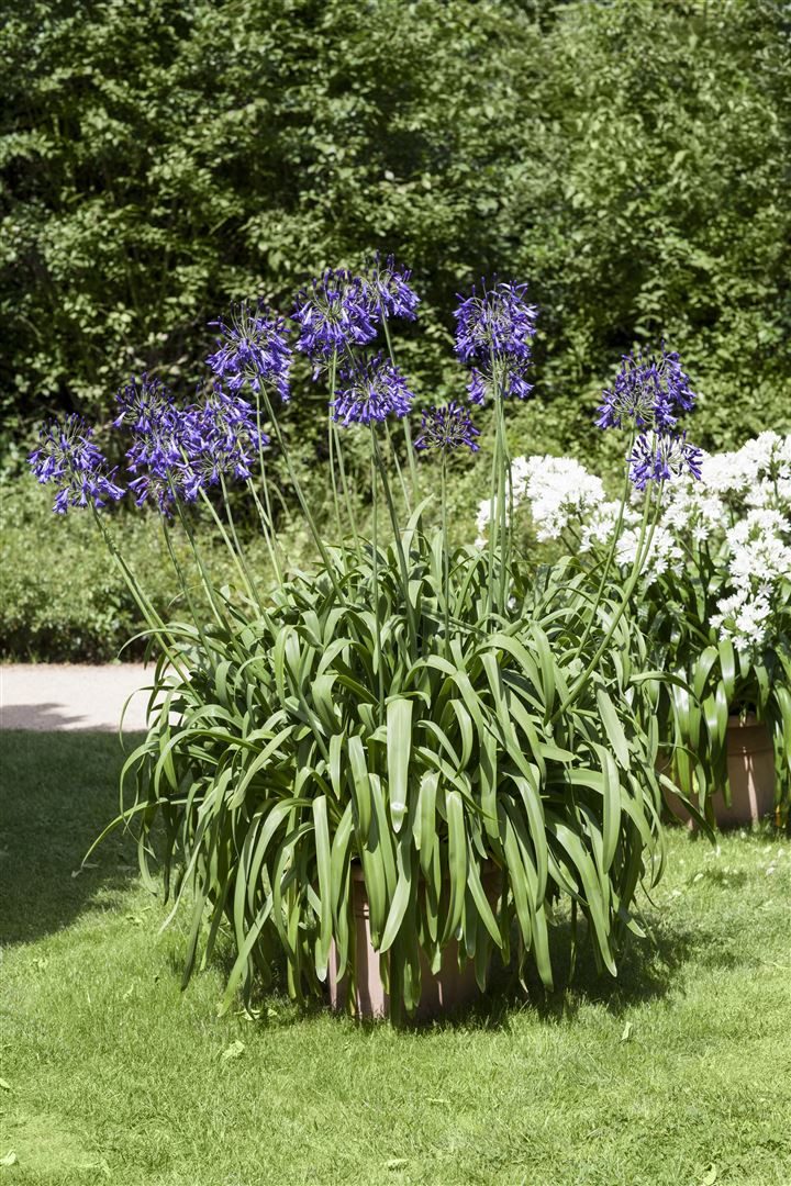 Pflanzen für Dich Staude Agapanthus africanus, 1 St., Afrikanische Schmucklilie, Schmucklilie