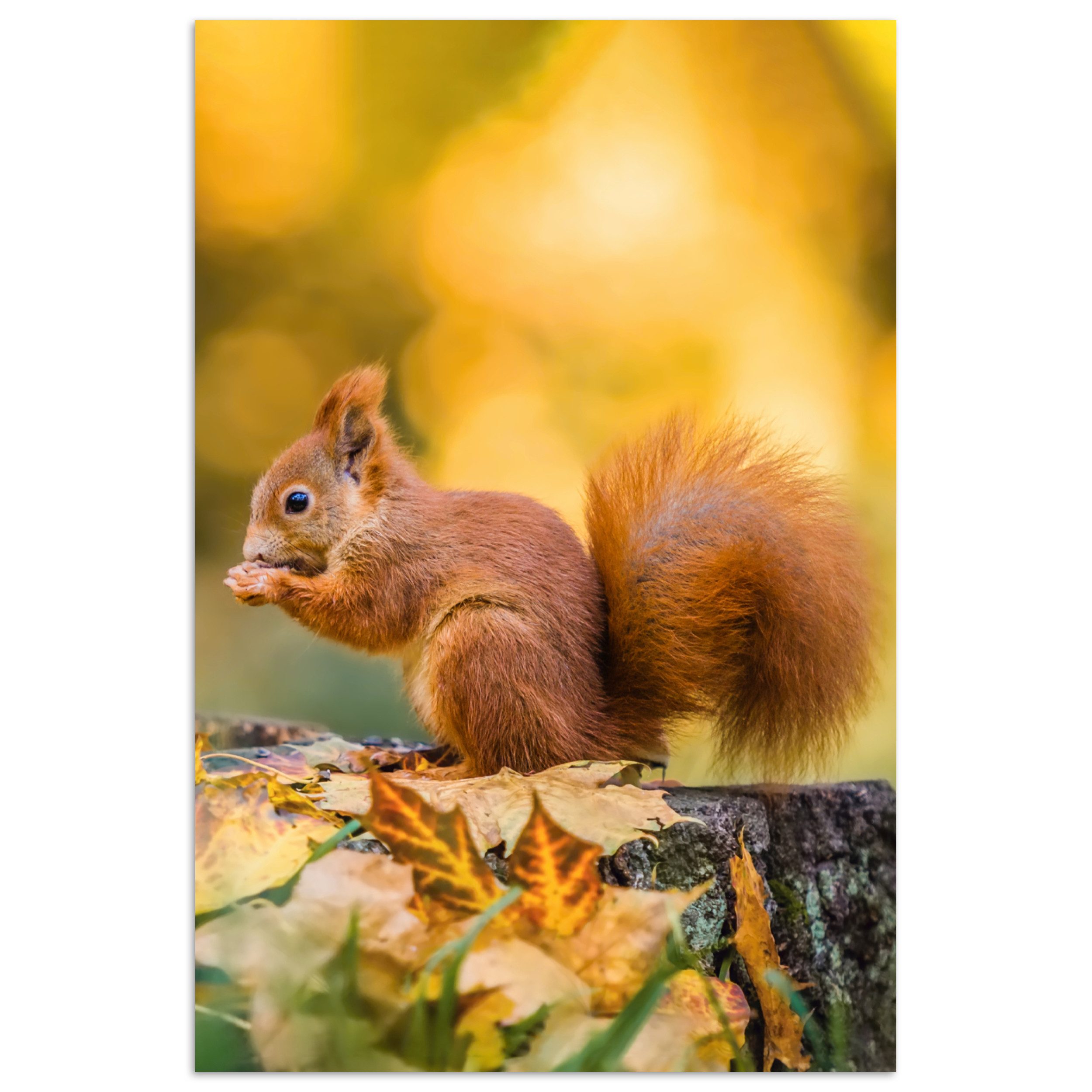 MuchoWow Poster Eichhörnchen - Herbst - günstig online kaufen