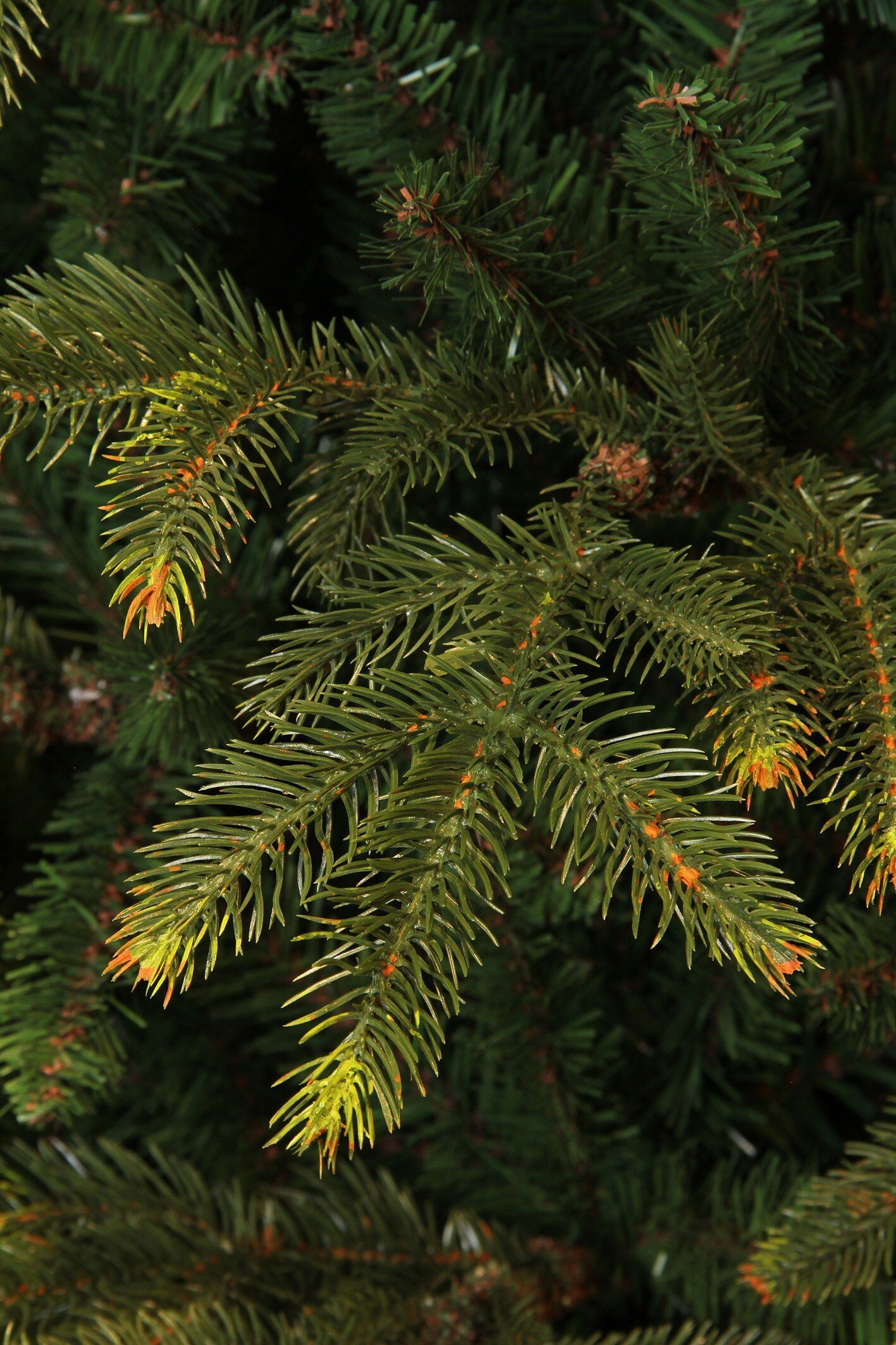 Black Box Trees Künstlicher Weihnachtsbaum Black Box Trees Frasier Weihnachtsbaum gruen TIPS 1298 - h155xd109cm