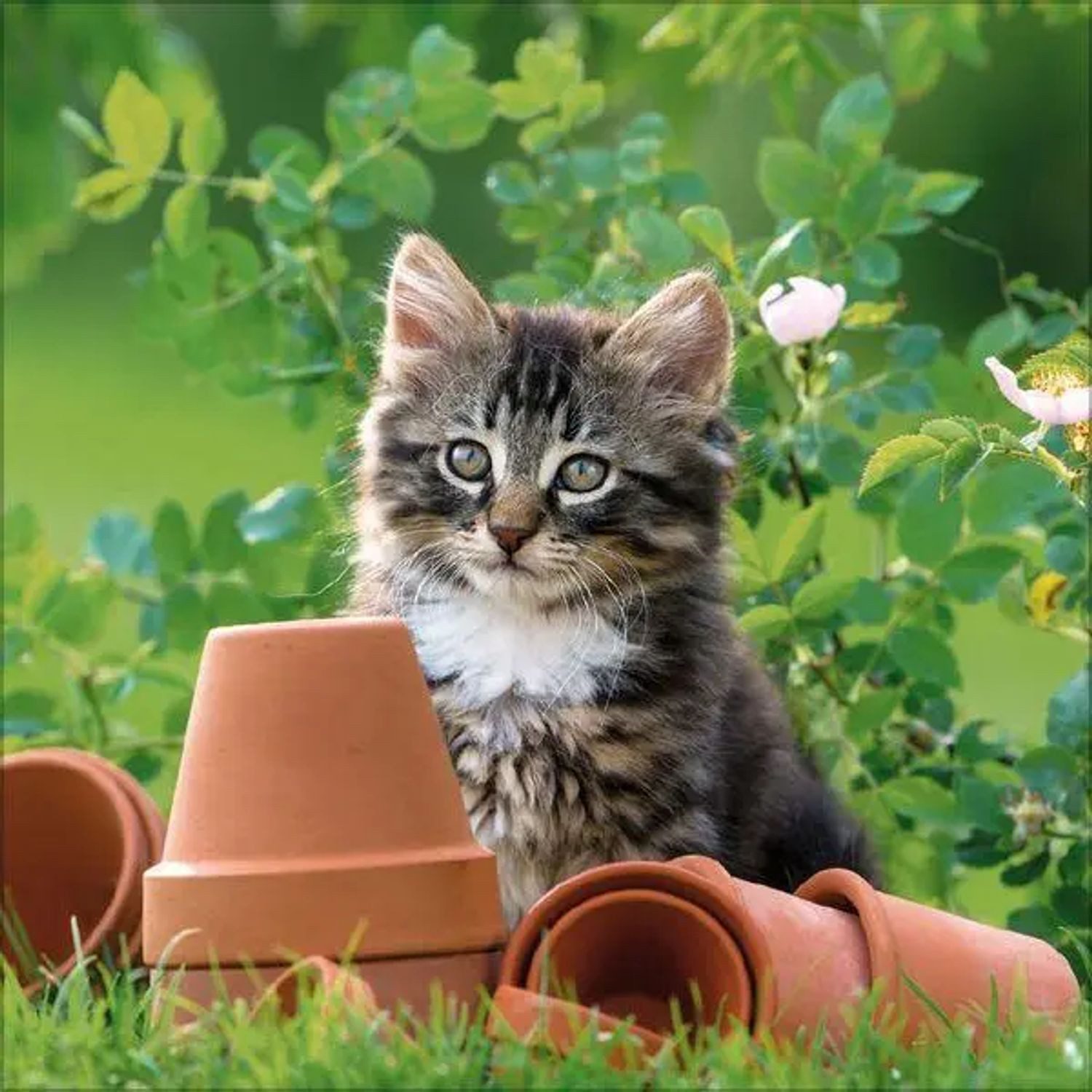 Korsch Verlag Wandkalender Cats 2027 – Bild 4 von 5