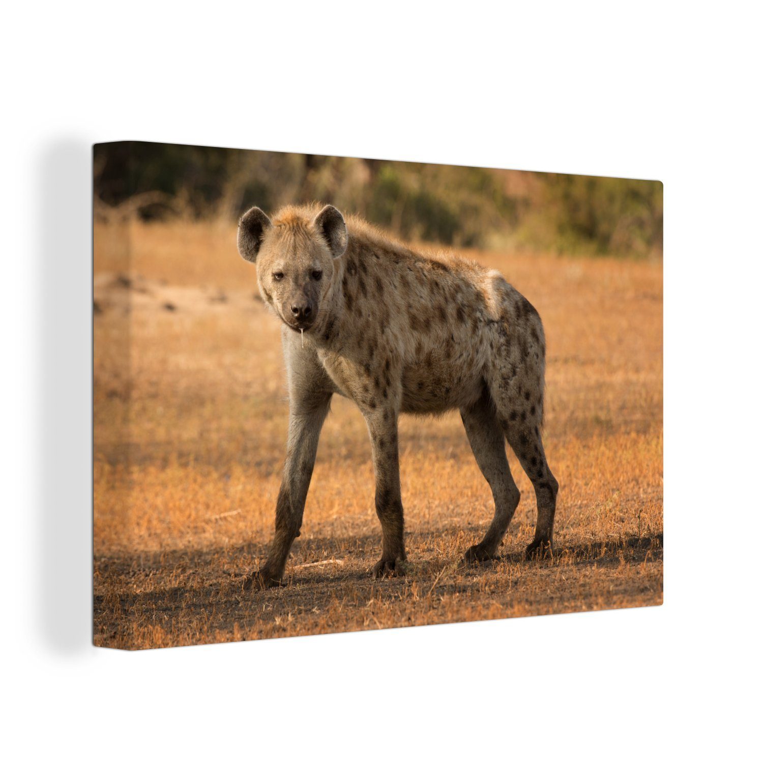 OneMillionCanvasses® Leinwandbild Hyäne - Afrika, (1 St), Wandbild Leinwandbilder, Aufhängefertig, Wanddeko, 30x20 cm | Leinwandbilder