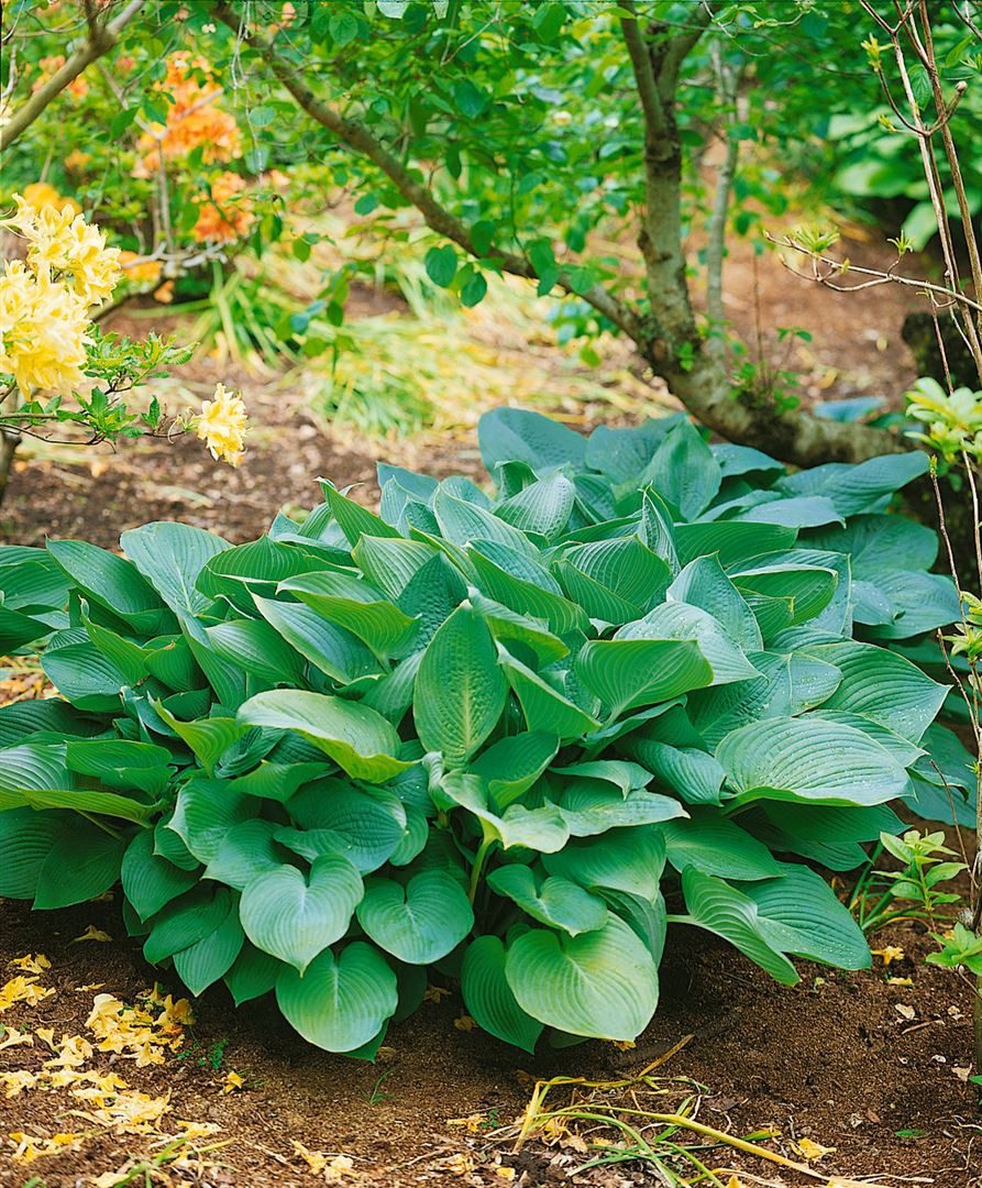 Pflanzen für Dich Staude Hosta sieboldiana Big Daddy, 1 St., Funkie, Herzblattlilie