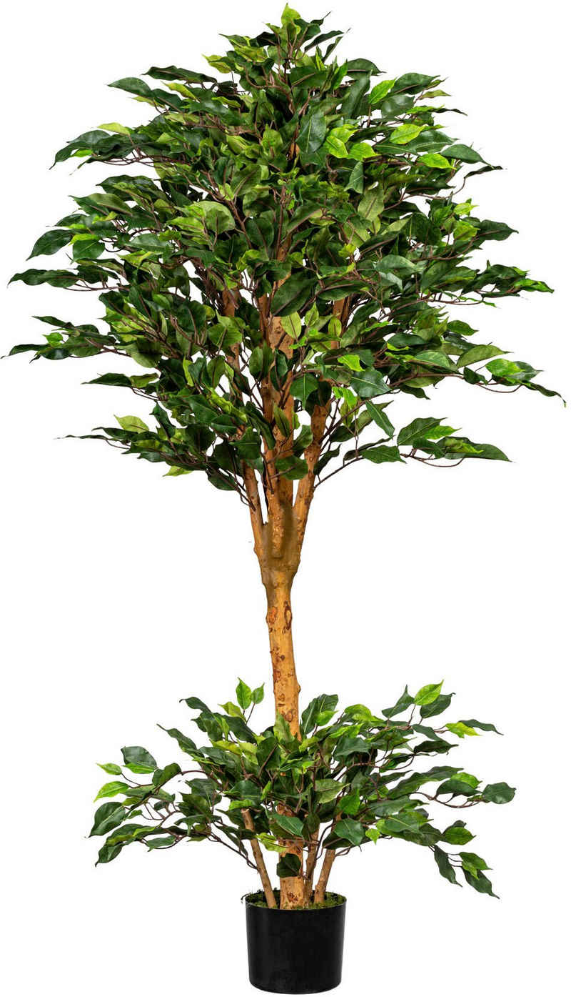 Kunstbaum Ficus Benjamini Ficus Benjamini, Creativ green, Höhe 150 cm