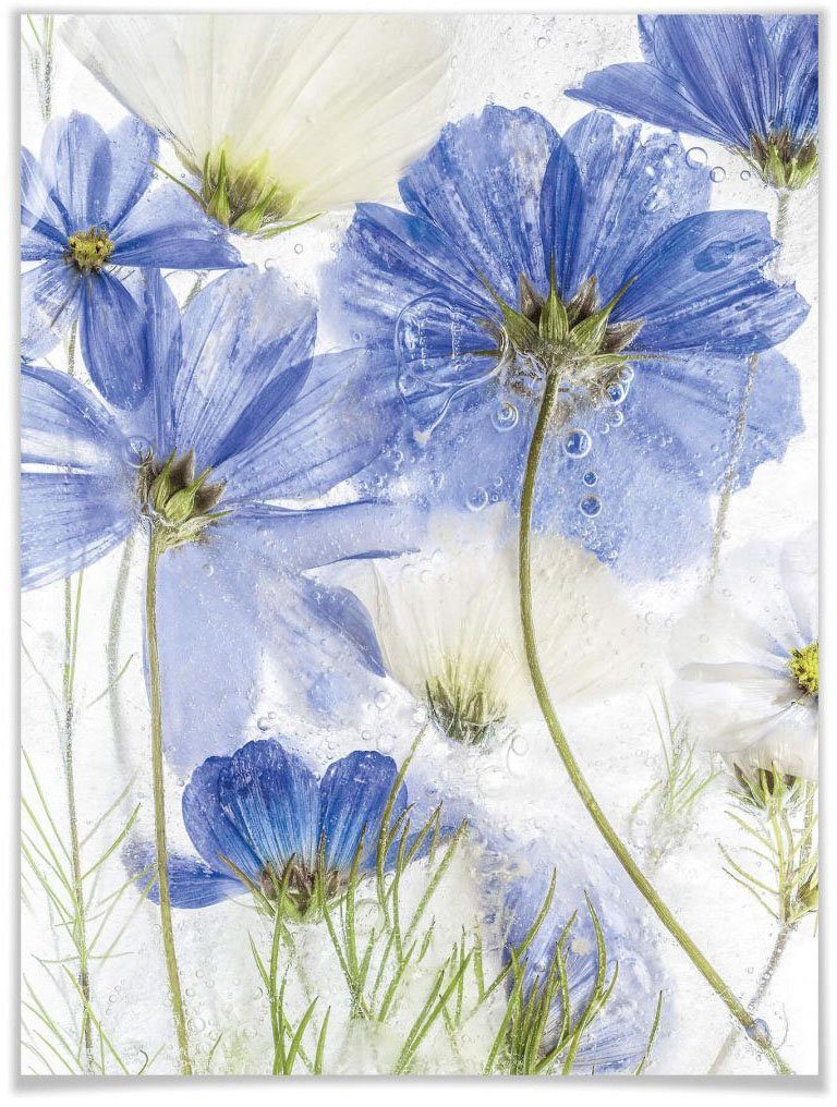 Wall-Art Poster Blue Frozen Winter Blüten, Schriftzug (1 St), Poster ohne Bilderrahmen