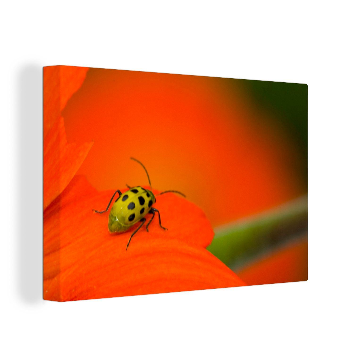 OneMillionCanvasses® Leinwandbild Gefleckter Käfer auf orangefarbener Blüte, (1 St), Wandbild Leinwandbilder, Aufhängefertig, Wanddeko, 30x20 cm